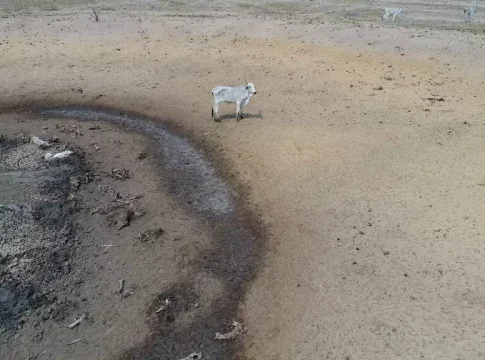 Polícia libera dono de fazenda que abandonou mil bois
