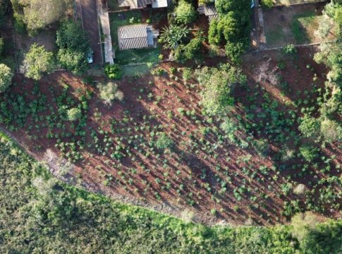 MS Verde: 1.450 mudas de árvores são plantadas pela Sanesul em reserva ambiental de Dourados