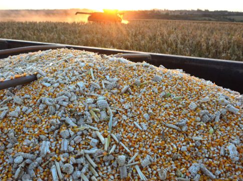 Estiagem reduz faturamento de agricultores em R$ 10,3 bilhões