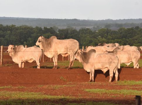 Arroba vai a R$ 300 e carne bovina deve ficar mais cara ao consumidor
