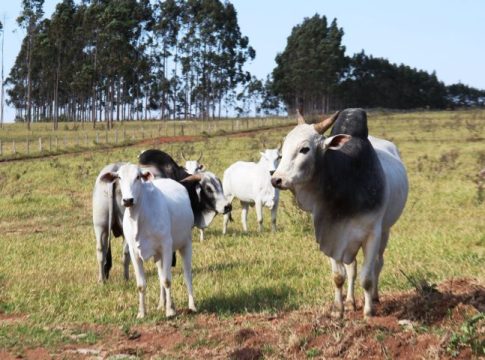 Atenção: pecuaristas devem atualizar cadastro de rebanhos na Iagro até o dia 30 de novembro