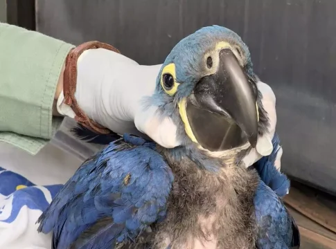 Primeira arara-azul nascida após incêndios está pronta para bater asas
