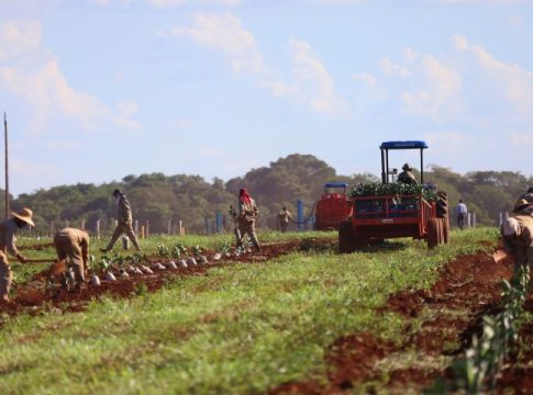 Governo de MS concede benefício fiscal para incentivar a expansão da citricultura no Estado