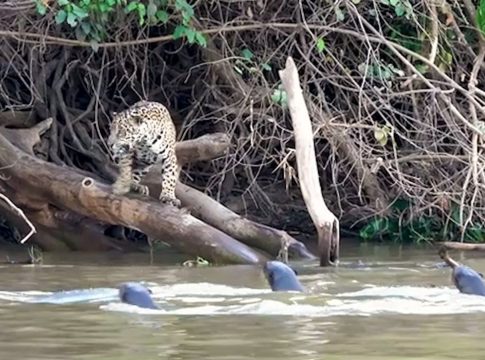 Onça-pintada tenta encarar, mas acaba fugindo de ariranhas no Pantanal