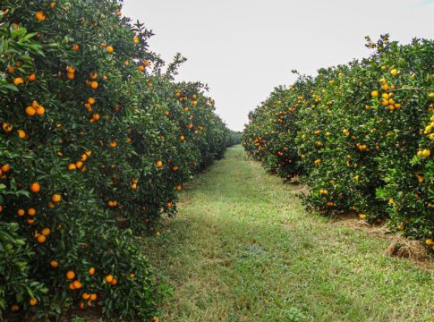 Novo polo de citricultura, MS terá indústria de suco