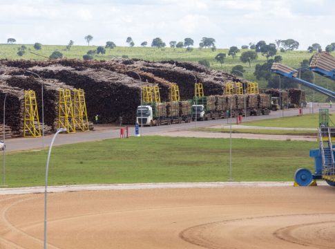 Mato Grosso do Sul pode ter a sexta megafábrica de celulose