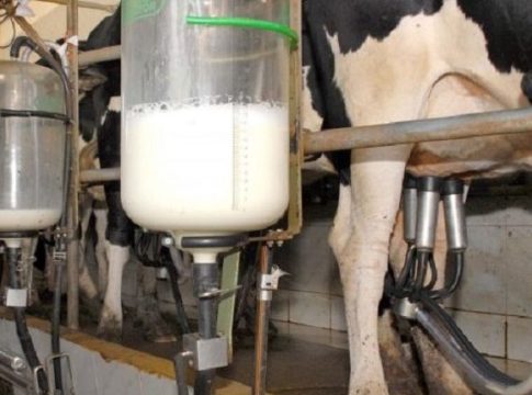 Proleite: Governo de MS inicia programa para melhorar rebanho e aumentar produção de leite
