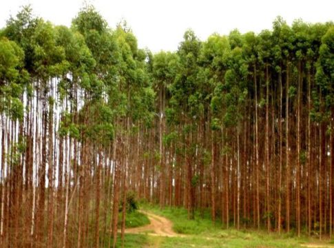 Vale da Celulose impulsiona economia e gera 5,6 mil empregos formais em 2024