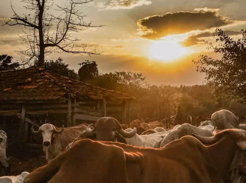 Mais bois do que gente: em MS, para cada habitante há 6 cabeças de gado