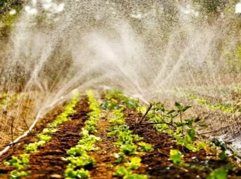 Agricultura familiar está em 61% das propriedades rurais em MS, mostra estudo