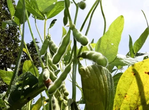 Produção agrícola de MS deve chegar a 75,3 milhões de toneladas