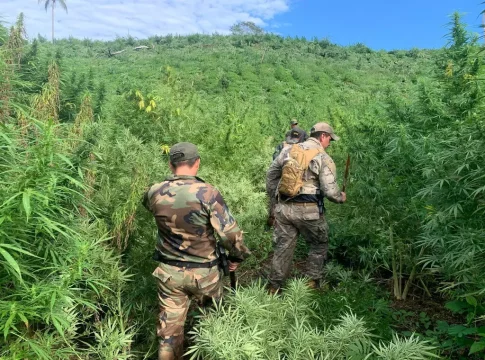 Em 7 dias, Paraguai e Brasil eliminam 656 toneladas de maconha na fronteira