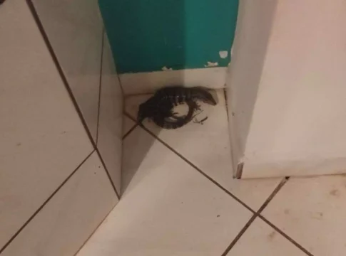 Casal se surpreende com animal inesperado em motel de Campo Grande: ‘enorme’