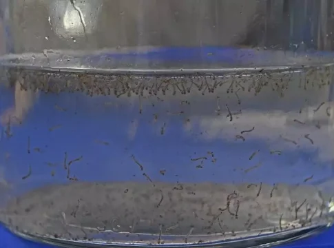 MS registra aumento de dengue e Chikungunya em áreas rurais do estado