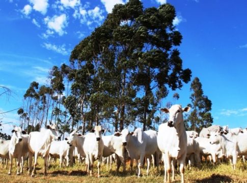 Atenção produtores: declaração semestral dos rebanhos começa na quinta-feira e segue até 2 de junho