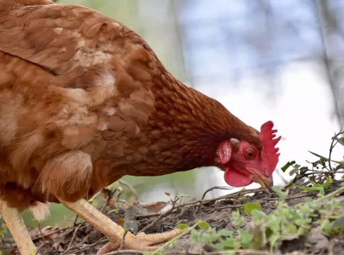 Segundo caso suspeito de gripe aviária em MS é investigado em Jardim