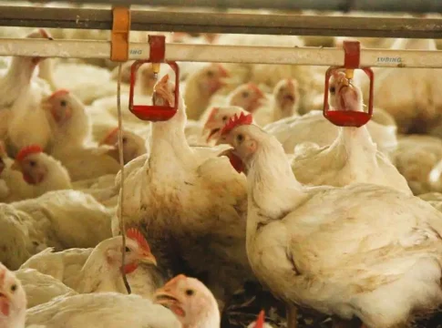 China suspende compra de frango no Brasil e “bloqueio” preocupa MS
