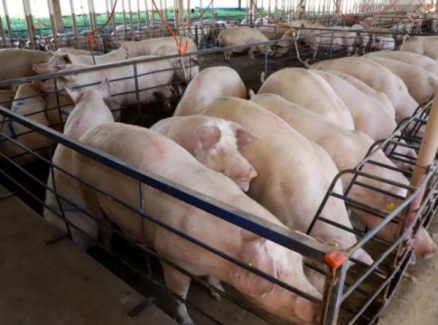 Com quase 300 granjas, suinocultura impulsiona economia de MS e vira referência nacional em tecnologia de produção