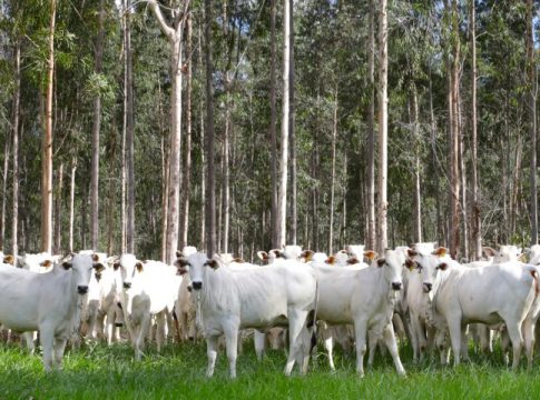 Com área livre de aftosa, trânsito de bovinos de MS para todo o território nacional está liberado