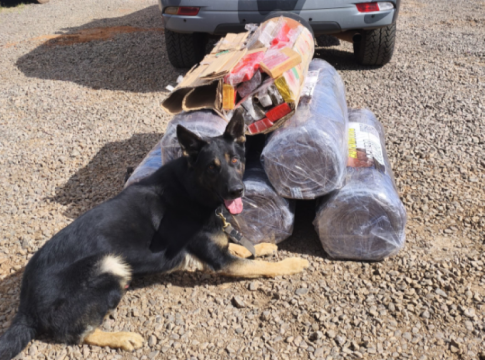 Com ajuda de cães farejadores, polícia apreende quase R$ 1 milhão em drogas