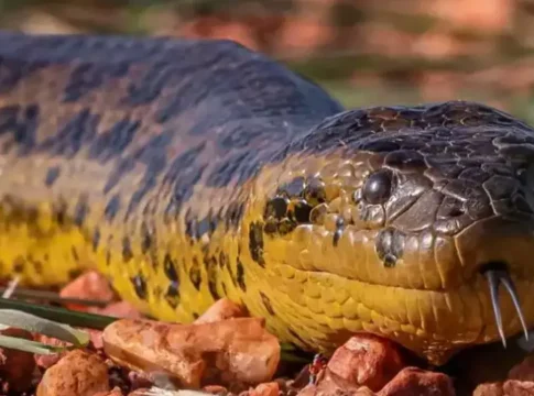 Após suposto ataque de sucuri a pescador em MS, especialista esclarece hábitos da espécie
