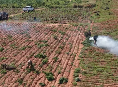 Polícia desmantela fazenda com 14 hectares de maconha plantados