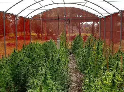 Justiça autoriza associação de MS a cultivar e distribuir cannabis medicinal