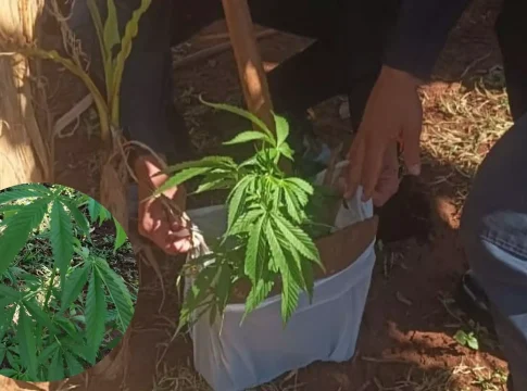 Polícia encontra pé de maconha em residência e morador vai preso em Dois Irmãos do Buriti