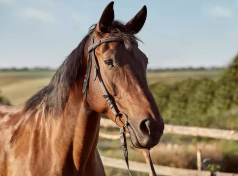 Congressistas apresentam 6 projetos depois que homem bêbado mutila as quatro patas de cavalo em cavalgada