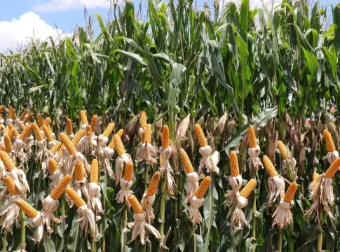 Produção de milho em MS atinge 14,2 milhões de toneladas