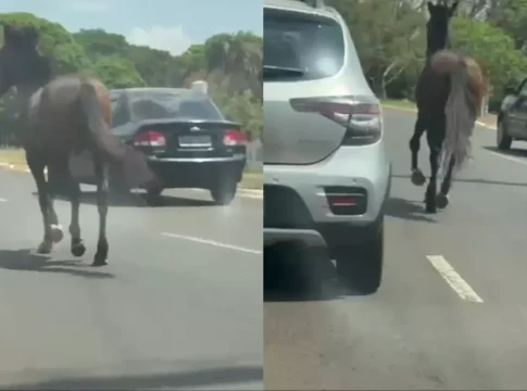 Cavalo é flagrado correndo entre carros na Avenida Euler de Azevedo