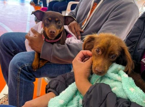 Caravana da Castração: 2ª etapa atende 9,6 mil animais e avança para Grande Dourados e Cone Sul