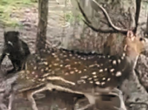 Cervo da Índia pode virar praga no Pantanal e ameaçar outras espécies