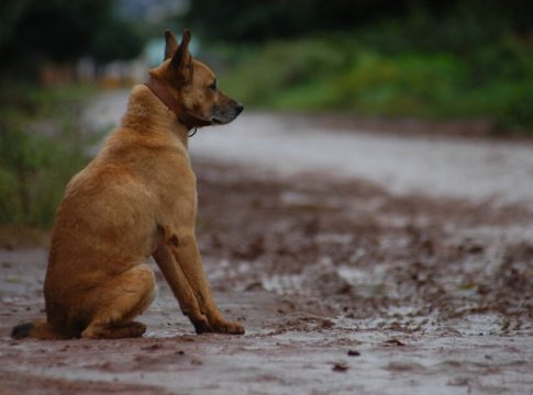 Caso Orelha: MS teve 18 mil casos de maus-tratos contra animais em 2025