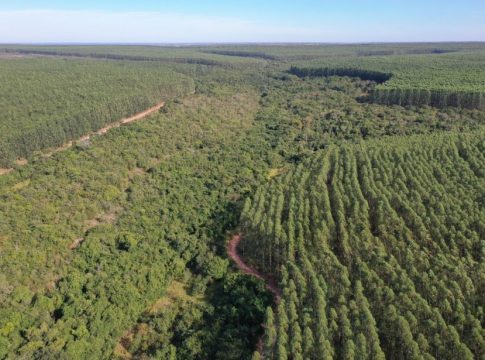 Mato Grosso do Sul tem 597 mil hectares sem dono declarado, aponta relatório