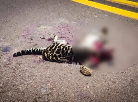Filhote de jaguatirica morre atropelado na MS-040