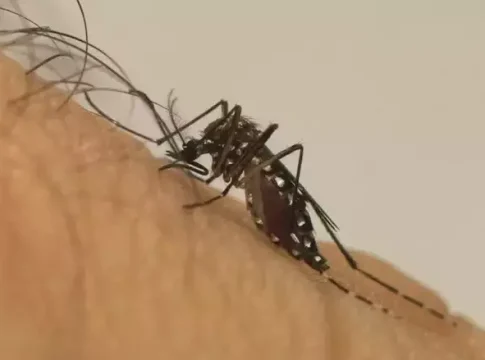 Mato Grosso do Sul registra duas mortes suspeitas por dengue, diz SES