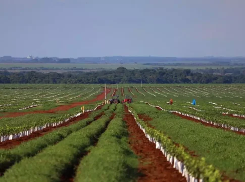Cana e laranja disputam espaço no campo e redesenham o mapa produtivo de MS