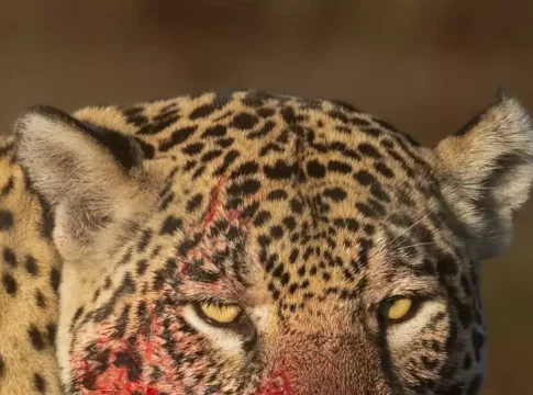 Onça-pintada Aracy aparece com a boca ensaguentada após banquete no Pantanal
