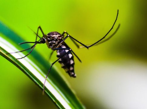 Dourados decreta estado de emergência em meio à epidemia de chikungunya