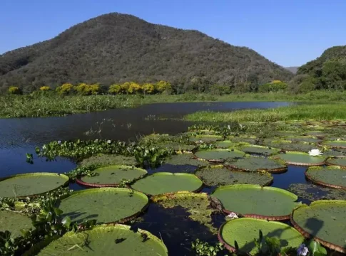 Governo amplia prazo de adesão a programa que paga por preservação do Pantanal