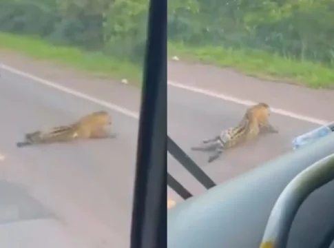 Nova morte de onça-pintada na BR-262 reacende alerta de atropelamentos de fauna em MS