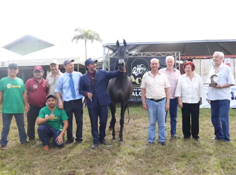 Genética de MS domina pódio no julgamento de cavalos árabes e animais de Maracaju ganham destaque