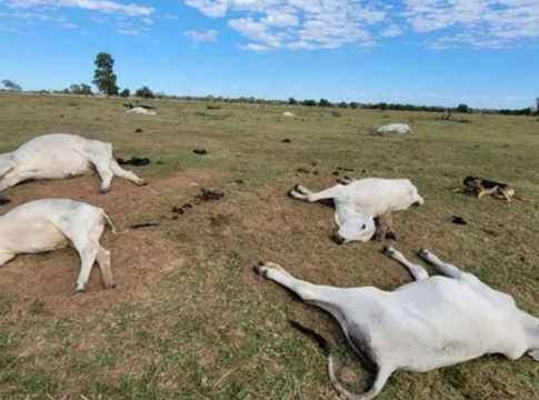 Frio intenso provocou morte de 83 bovinos no sul de Mato Grosso do Sul