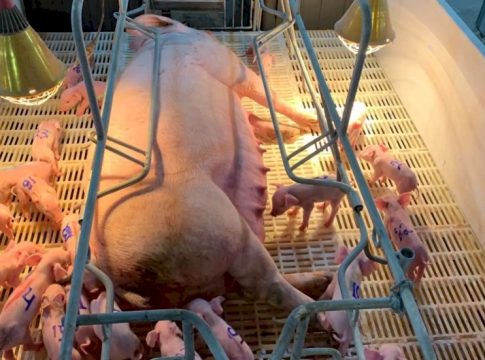 Itaporã – Porca surpreende com 33 leitões em parto inédito