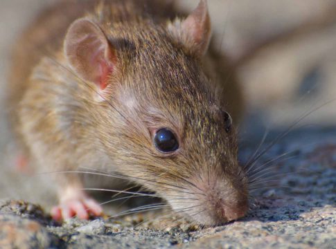 Mato Grosso do Sul teve sete casos de hantavírus confirmados em 11 anos