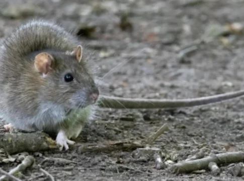 SES descarta caso suspeito de hantavírus em Mato Grosso do Sul