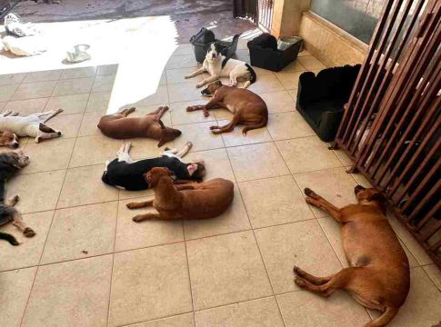 Tutora tem dois meses para dar novo destino a 100 cães em ação por barulho em Campo Grande