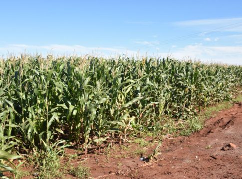 Escalada da inadimplência leva governo a abrir renegociação bilionária para o agro