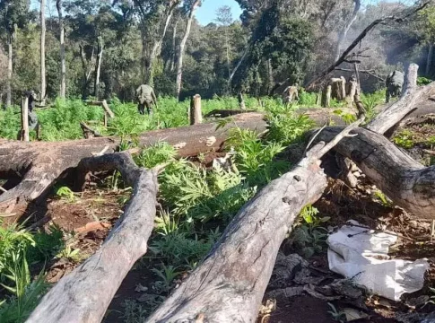 Brasil e Paraguai lançam maior ofensiva da história contra roças de maconha